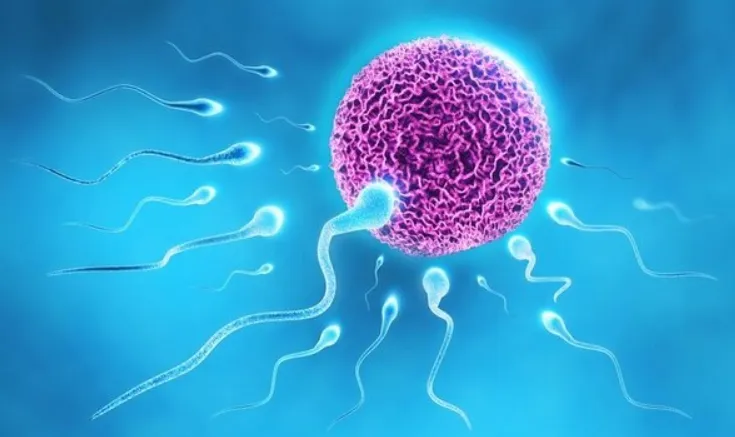 令人震驚!為了與卵子結合,部分精子竟然會「攻擊」其他精子!